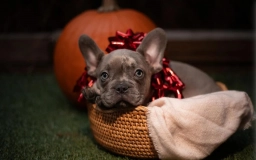 French Bulldog puppy  puppies for sale