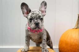 French Bulldog puppy  puppies for sale