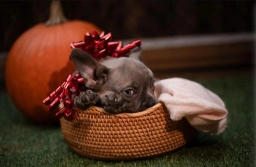French Bulldog puppy