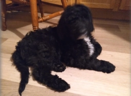 Bernese Mountain Dog  puppies for sale