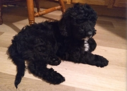 Bernese Mountain Dog  puppies for sale