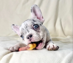 French Bulldog Puppies  puppies for sale