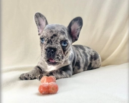 French Bulldog Puppies  puppies for sale