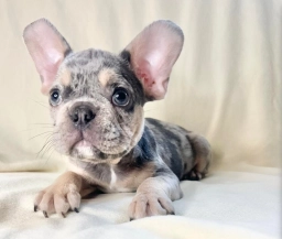 French Bulldog Puppies