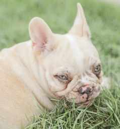 French Bulldog Puppy  puppies for sale