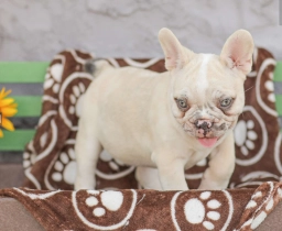 French Bulldog Puppy  puppies for sale