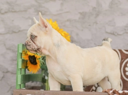 French Bulldog Puppy
