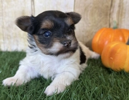 Emely  puppies for sale