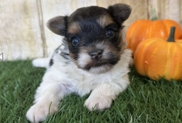 Emely  puppies for sale