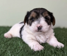 Carson  puppies for sale