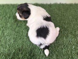 Carson  puppies for sale