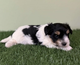 Carson  puppies for sale