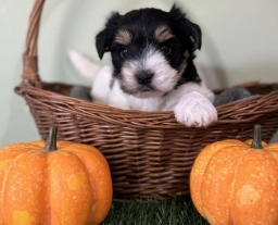 Carson  puppies for sale