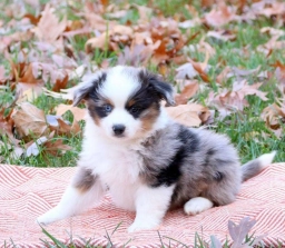Enzo  puppies for sale