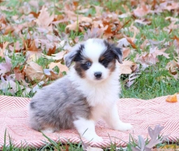 Enzo  puppies for sale