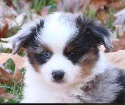Enzo