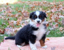 Edge  puppies for sale