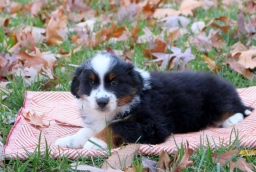 Edge  puppies for sale