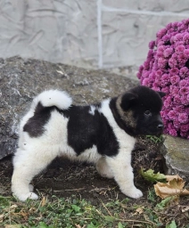 King  puppies for sale