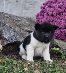 King  puppies for sale