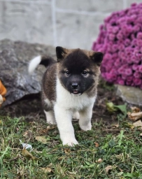 Kasey  puppies for sale