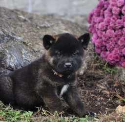 Kbar  puppies for sale
