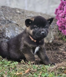 Kbar  puppies for sale