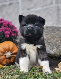Maddie  puppies for sale