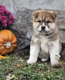 Maddie  puppies for sale