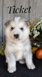 Tafina  puppies for sale