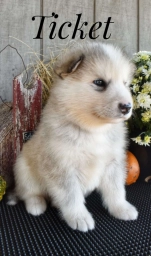 Tafina  puppies for sale