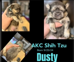 Shih-tzu puppy  puppies for sale