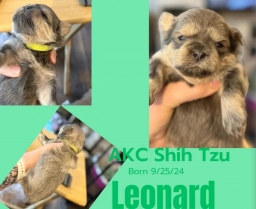 Shih-tzu puppy  puppies for sale