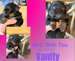Shih-tzu puppy