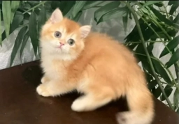 British Shorthair