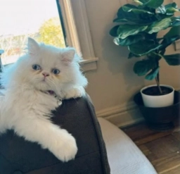 Persian Kitten