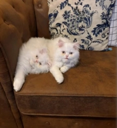 Persian Kitten