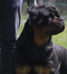 Rottweiler