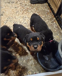 Rottweiler Puppies