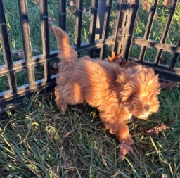 Maltipoo Male  puppies for sale