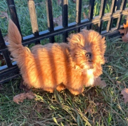 Maltipoo Male  puppies for sale