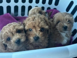Maltipoo Puppy  puppies for sale