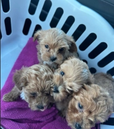 Maltipoo Puppy  puppies for sale