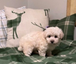 Tiny Maltipoo  puppies for sale