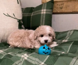 Tiny Maltipoo  puppies for sale