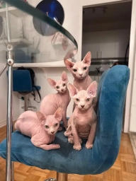 Beautiful & Adorable canadian sphynx cat