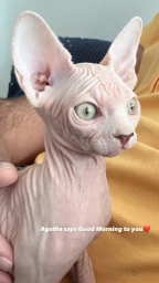 Beautiful & Adorable canadian sphynx cat