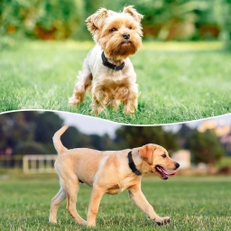 Reflective Dog Collar Padded with Soft Neoprene Breathable Quick Relea  puppies for sale