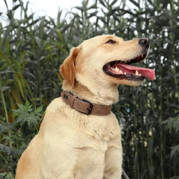 Didog Soft Padded Leather Dog Collar, Breathable Heavy Duty Dog Collar  puppies for sale