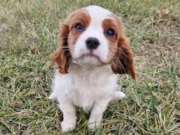 Questi